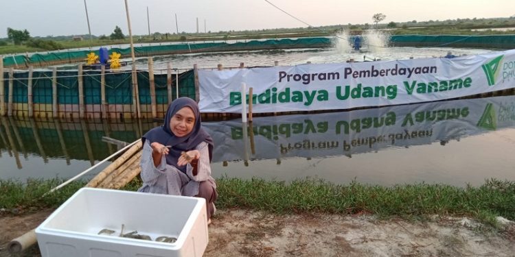 Mengadakan Program Pemberdayaan, Dompet Dhuafa Membudidaya Udang Vaname