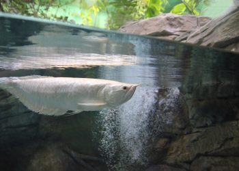 Dunia Nggak Seluas Akuarium