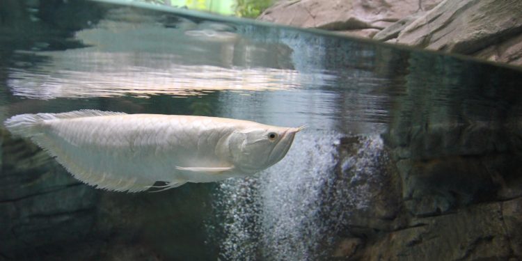 Dunia Nggak Seluas Akuarium