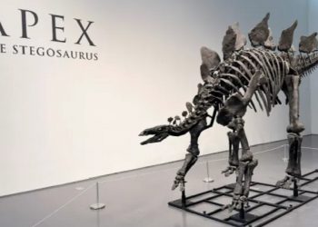 Fosil Stegosaurus Terbesar Dilelang Seharga 6 Juta Dolar