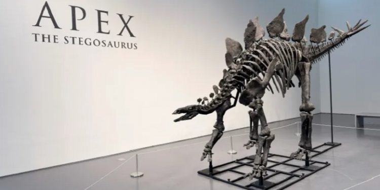 Fosil Stegosaurus Terbesar Dilelang Seharga 6 Juta Dolar