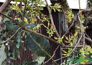 Malu-malu Jadi Benalu