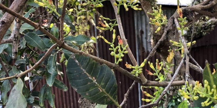 Malu-malu Jadi Benalu