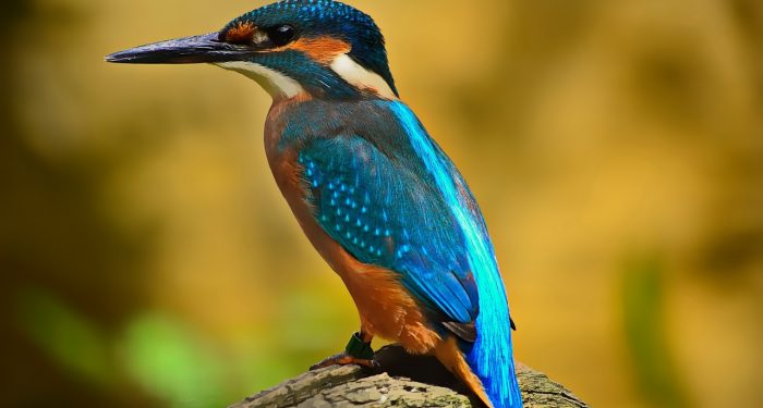 Burung Hud-hud Dalam Al-Quran