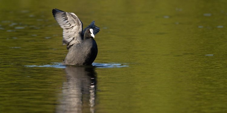 Orang-orang yang Berorientasi Pada Kebodohan