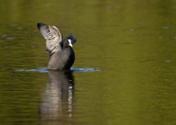 Orang-orang yang Berorientasi Pada Kebodohan