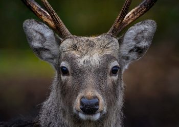 Apakah Insting Hewan Lebih Kuat Dari Akal Manusia (2)