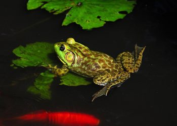 Masing-masing Ada Alamnya