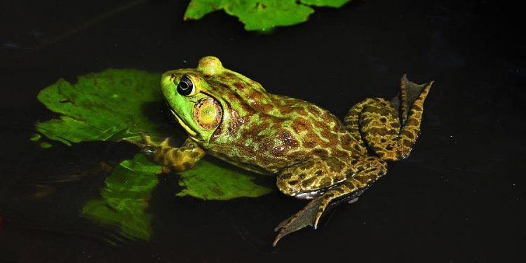 Masing-masing Ada Alamnya