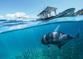 Belajar dari Keajaiban Ikan