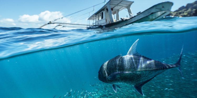 Belajar dari Keajaiban Ikan