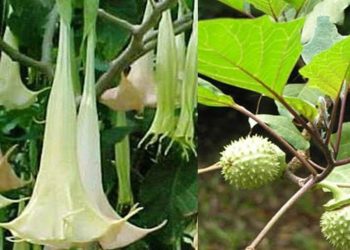 Jangan Main-main dengan Tanaman Kecubung