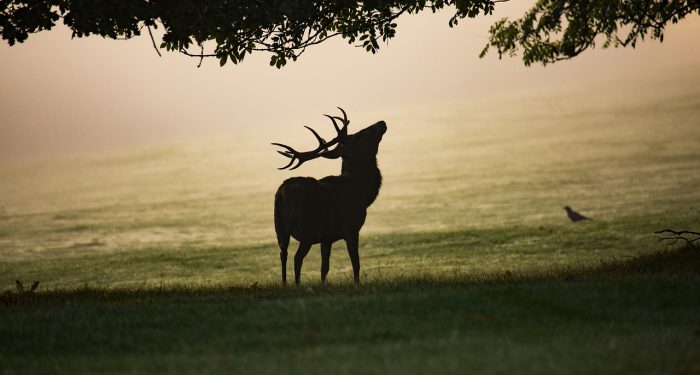 Apakah Insting Hewan Lebih Kuat Dari Akal Manusia