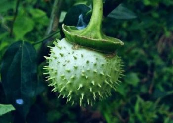 Mabuk Kecubung, Puluhan Warga Banjarmasin Dirawat di Rumah Sakit Jiwa