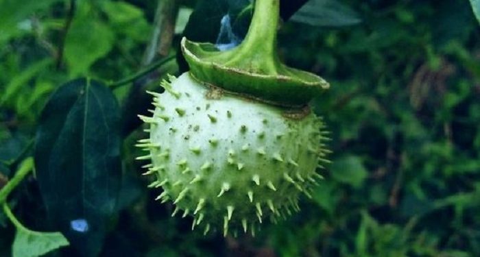 Mabuk Kecubung, Puluhan Warga Banjarmasin Dirawat di Rumah Sakit Jiwa