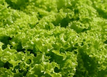 Sering Dijadikan Salad, Selada Memiliki Kalori yang Sangat Rendah