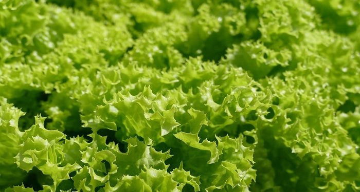 Sering Dijadikan Salad, Selada Memiliki Kalori yang Sangat Rendah