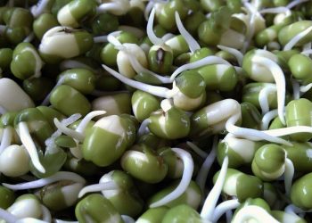Simak, Toge Adalah Kecambah dari Kacang-Kacangan
