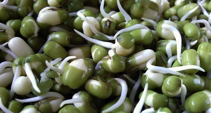 Simak, Toge Adalah Kecambah dari Kacang-Kacangan