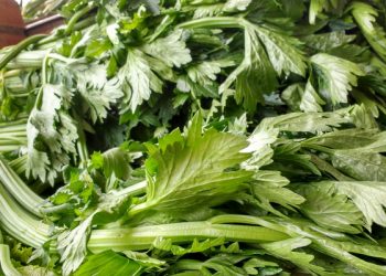 Seledri Mengandung Komponen Gizi yang Cukup Baik