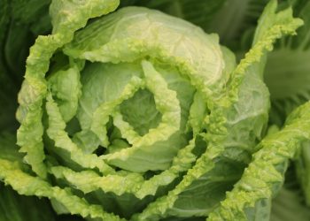 Sayuran Sawi Mengandung Banyak Vitamin dan Mineral