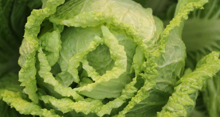 Sayuran Sawi Mengandung Banyak Vitamin dan Mineral