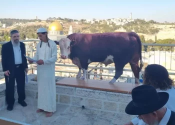 Warga Israel Melakukan Ritual Sapi Betina Merah di Depan Masjid Al-Aqsa