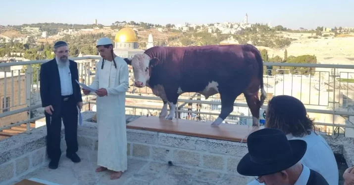 Warga Israel Melakukan Ritual Sapi Betina Merah di Depan Masjid Al-Aqsa