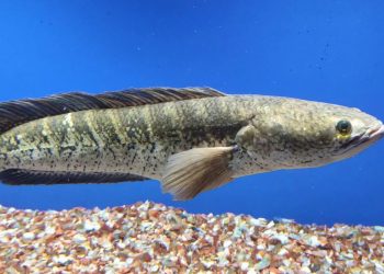 Jebakan yang Menggoda