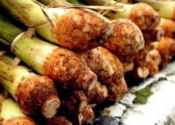 Ketahui, Manfaat Talas untuk Kesehatan Kulit