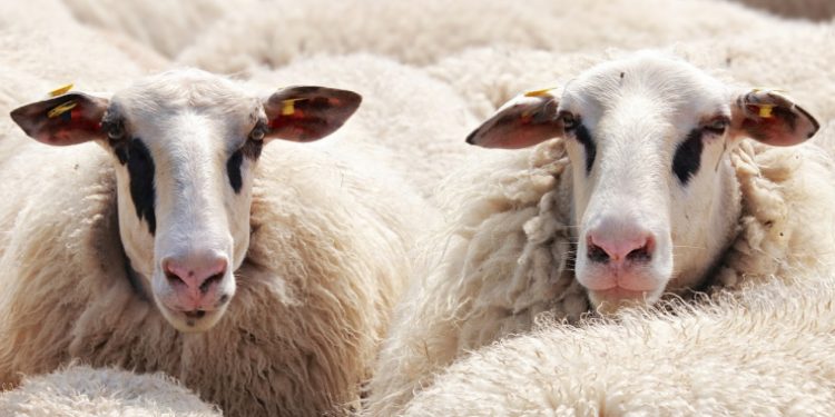 Perusak Agama dan Masyarakat (2)