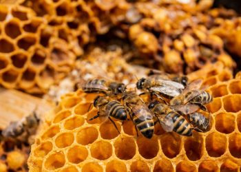 Kemerdekaan Laron dan Tawon