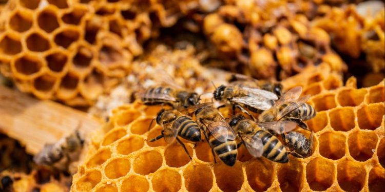 Kemerdekaan Laron dan Tawon