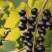 Manfaat Black Currant dalam Perawatan Kulit