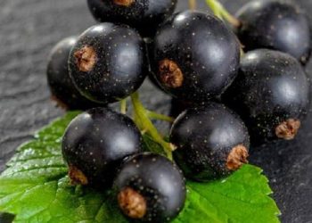 Cara Menggunakan Black Currant dalam Rutinitas Perawatan