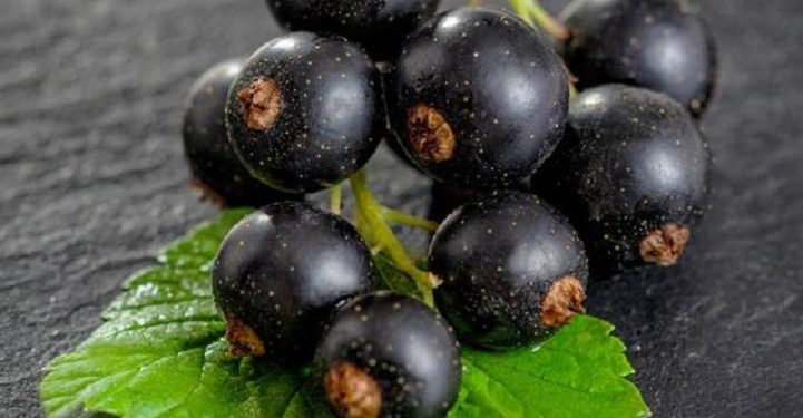 Cara Menggunakan Black Currant dalam Rutinitas Perawatan