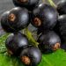 Cara Menggunakan Black Currant dalam Rutinitas Perawatan