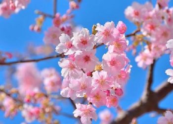 Ketahui Manfaat Bunga Sakura untuk Kulit