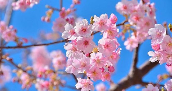 Ketahui Manfaat Bunga Sakura untuk Kulit