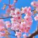 Ketahui Manfaat Bunga Sakura untuk Kulit