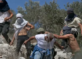 Pemukim Bersenjata Menyerang Warga Palestina Pada Hari Pertama Panen Zaitun