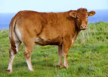 Pemingsanan Hewan Sebelum Disembelih