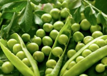 Simak Manfaat Kacang Polong untuk Kecantikan