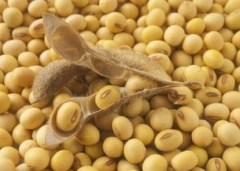 Manfaat Kacang Kedelai untuk Kesehatan Kulit