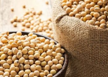 Simak Manfaat Kacang Kedelai untuk Kecantikan Kulit