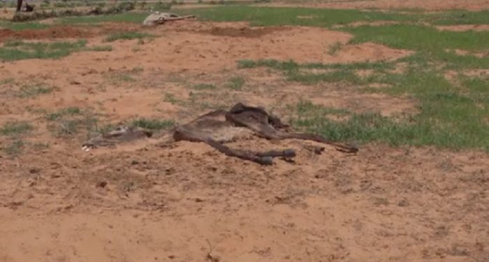Jutaan Orang Seluruh Afrika Selatan Menderita Kelaparan Akibat Kekeringan