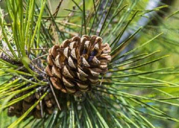 Beberapa Cara untuk Mengolah Kacang Pinus