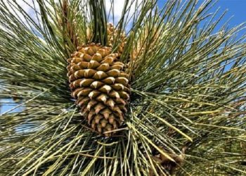 Manfaat Kacang Pinus untuk Menjaga Kesehatan Kulit