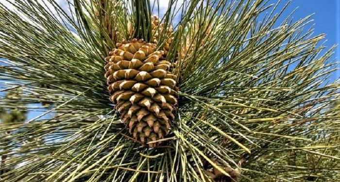 Manfaat Kacang Pinus untuk Menjaga Kesehatan Kulit