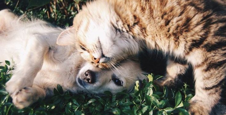 Hukum Memasuki Mall yang Ada Anabul